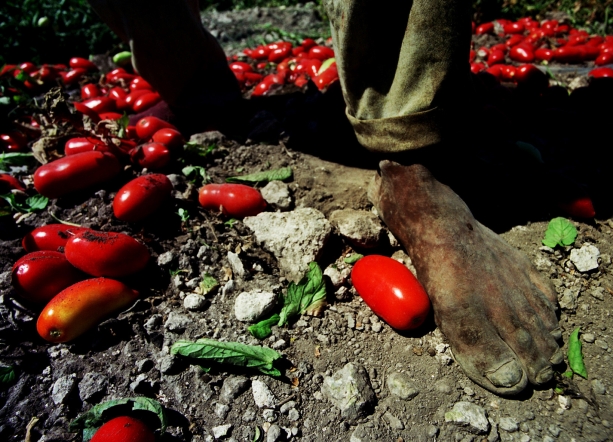 Raccolta dei pomodori a Foggia. Dieci ore al giorno per 20 euro di paga. Foto di Livio Senigalliesi