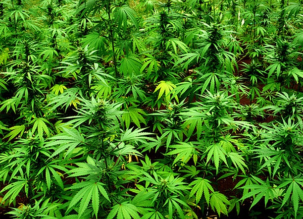 Peter Tosh Mausoleum