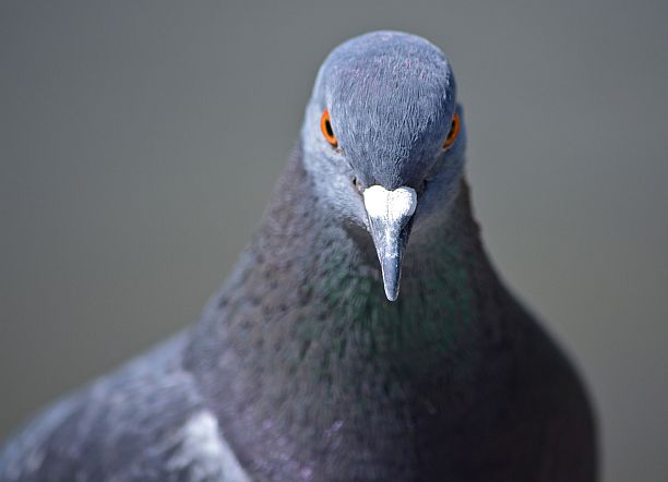 piccione piccioni foto flick pontla CC BY-NC-ND 2.0